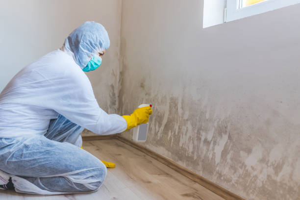 Licensed Attic Mold Removal service in Fuquay-Varina, NC - WQB Mold Removal