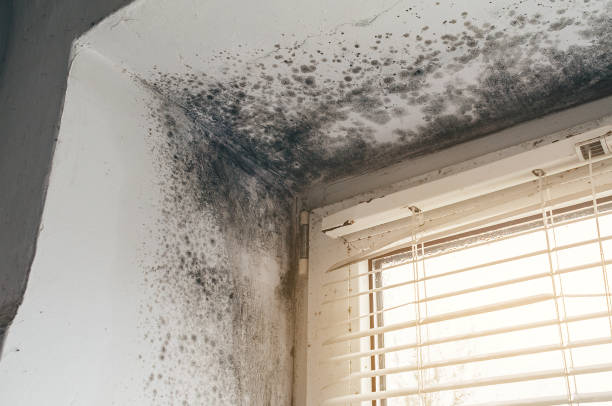 Affordable Attic Mold Removal solutions in Fuquay-Varina, NC