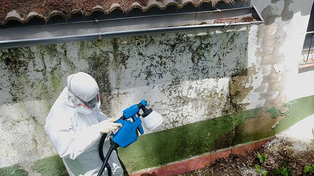 Top rated local Attic Mold Removal specialists in Fuquay-Varina, NC